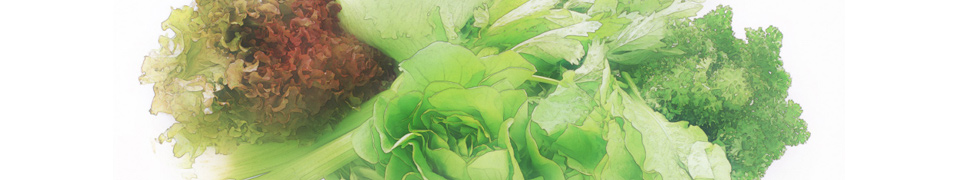 みどりの野菜